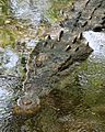 Crocodylus acutus mexico 01