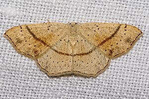 Cyclophora.punctaria.7585