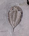 Dalmanites limulurus trilobite silurian