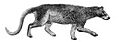 Daphoenus vetus restoration