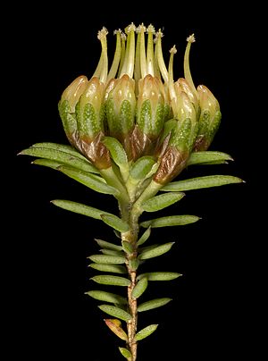 Darwinia hortiorum - Flickr - Kevin Thiele (2).jpg