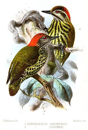 DendropicusKeulemans.jpg