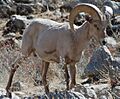 Desert Bighorn Barna Cropped