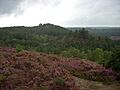 Devil's Jumps, Churt 1