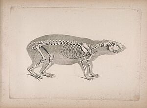 Die vergleichende Osteologie (1821) Cuniculus paca