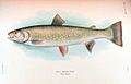 Dolly Varden trout