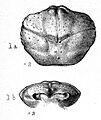 Dromiopsis birleyae