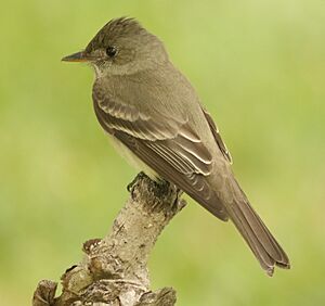 Eastern Wood-Pewee Tex