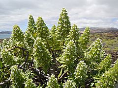 Echium famarae