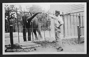 Elephant feeding circa 1915 National Zoo Washington DC