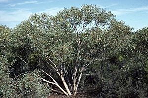 Eucalyptus drummondii.jpg