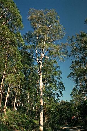 Eucalyptus largeana.jpg