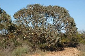 Eucalyptus pyriformis habit.jpg