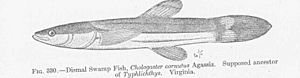 FMIB 51867 Dismal Swamp Fish, Chologaster cornutus Agassiz Supposed ancestor of Typhlichthys Virginia.jpeg