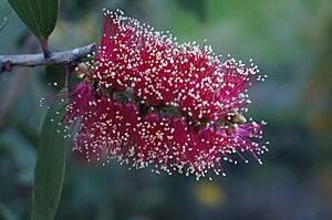 Flower of Melaleuca viridiflora (red-flowering form)