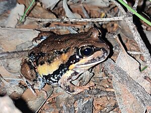 Giant Banjo Frog