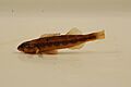 Gilt darter