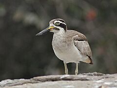 Great Thick-knee