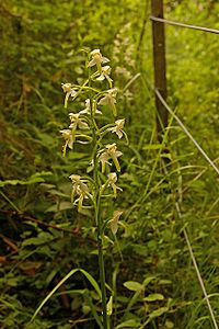 Greater Butterfly Orchid (Platanthera chlorantha) - geograph.org.uk - 847133.jpg