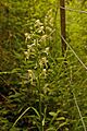 Greater Butterfly Orchid (Platanthera chlorantha) - geograph.org.uk - 847133