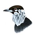 GymnoderusFoetidusKeulemans