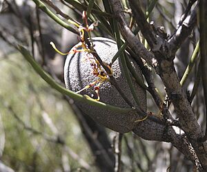 Hakea platysperma fruit
