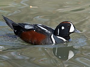 Harlequin Duck (Histrionicus histrionicus) RWD