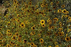 Helianthus bolanderi.jpg