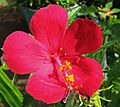 Hibiscus phoeniceus (5228027871)