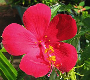 Hibiscus phoeniceus (5228027871).jpg