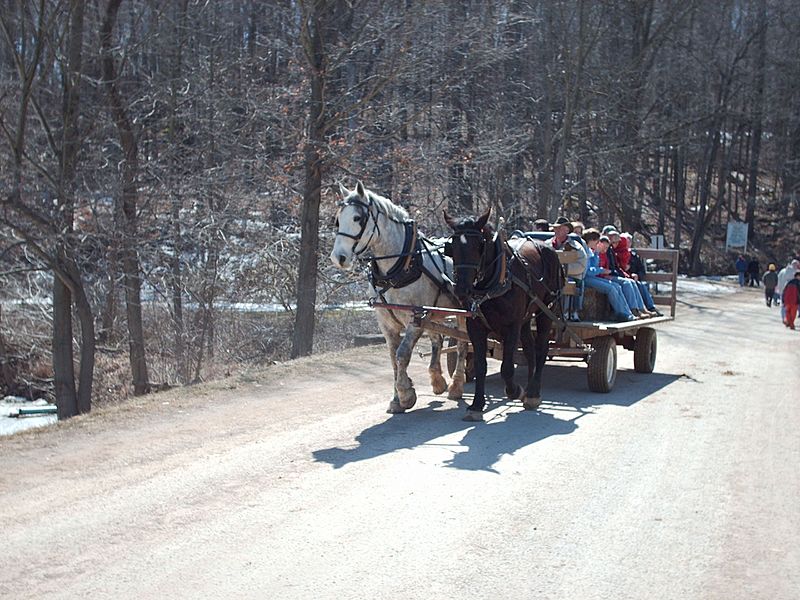 Horses at Malabar Farm