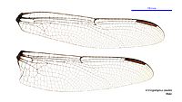 Ictinogomphus paulini male wings (34928352851)