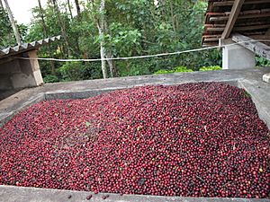 Indian coffee beans