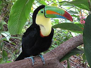 Keel-billed toucan, costa rica