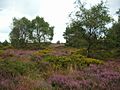 Kelling Heath - geograph.org.uk - 562026