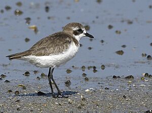 Lesser sand Plover AMSM5062 2 LSPL