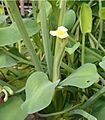 Limnocharis flava HabitusFlower BotGardBln0906