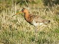 Limosa limosa (Uitkerke)
