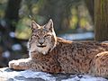 Lynx lynx, Luchs 05