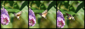 Macroglossum stellatarum on flowers - nectaring process