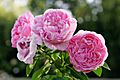 Mary Rose albury botanical gardens