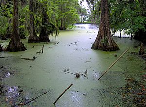 Middleton-place-swamp-sc2
