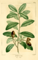 NAS-012f Quercus virginiana
