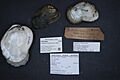 Naturalis Biodiversity Center - ZMA.MOLL.210667 - Epioblasma turgidula (Lea, 1858) - Unionidae - Mollusc shell.jpeg