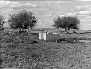 Nelia town bore, July 1955