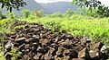Oahu-Kawaewae-Heiau-wall-facing-Kahana