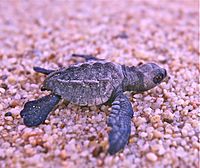 Olive ridley hatchling in Mexico (8218893828).jpg