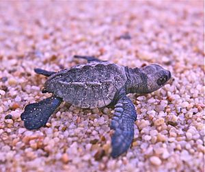 Olive ridley hatchling in Mexico (8218893828)