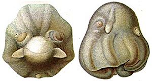 OpisthoMedusoides