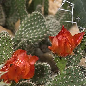 Opuntia.picardoi.7681.jpg